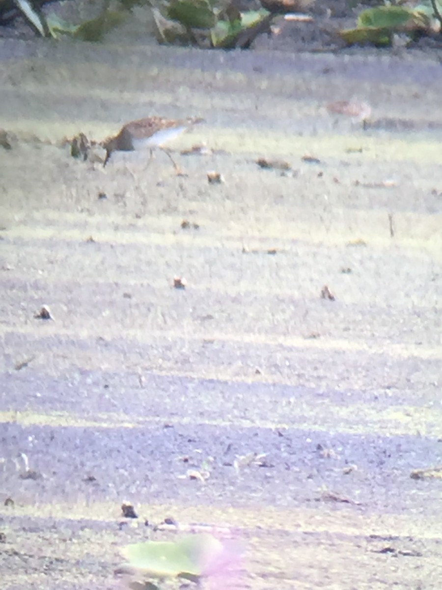 Pectoral Sandpiper - ML32861801