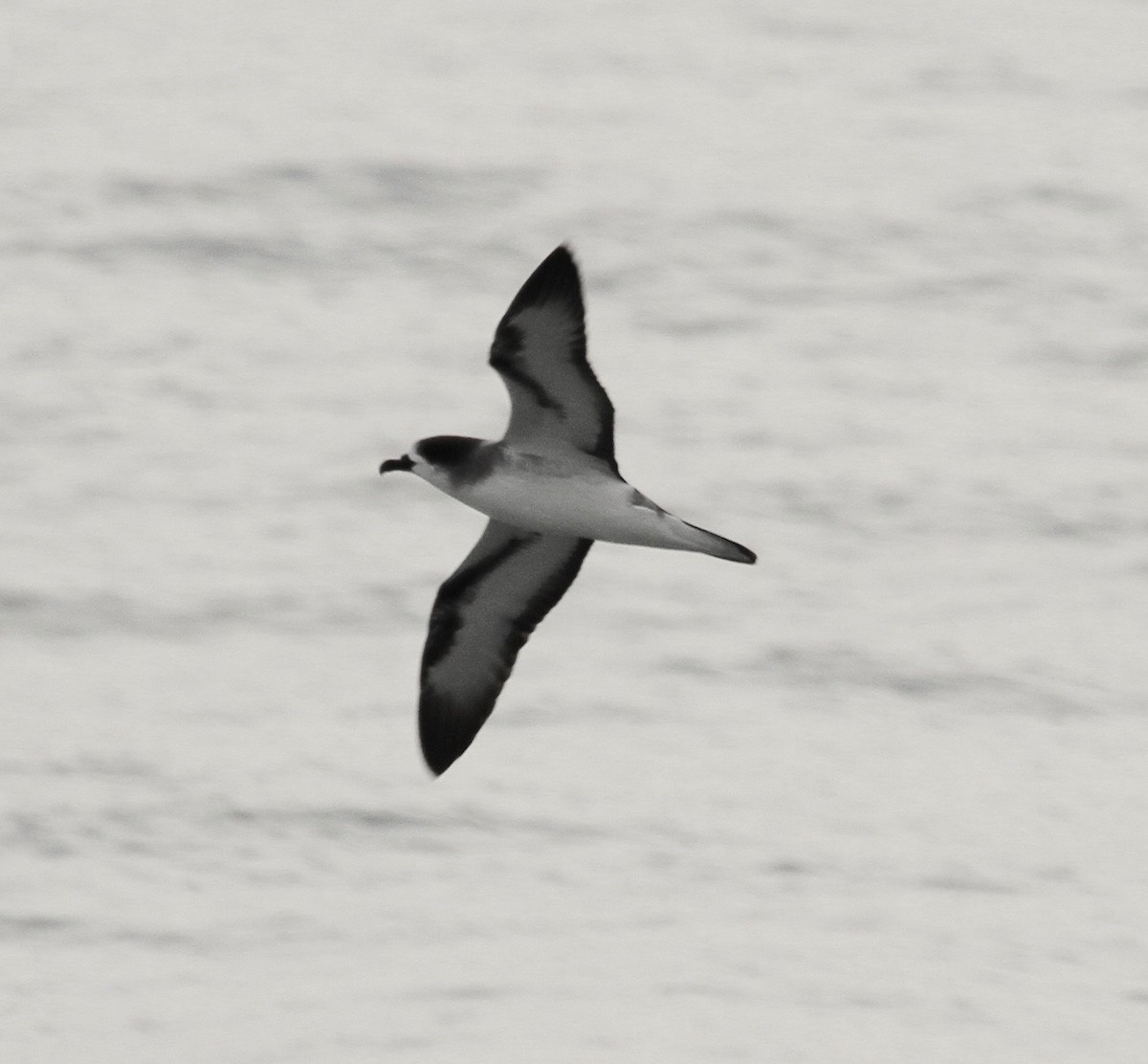 Barau's Petrel - ML328618131