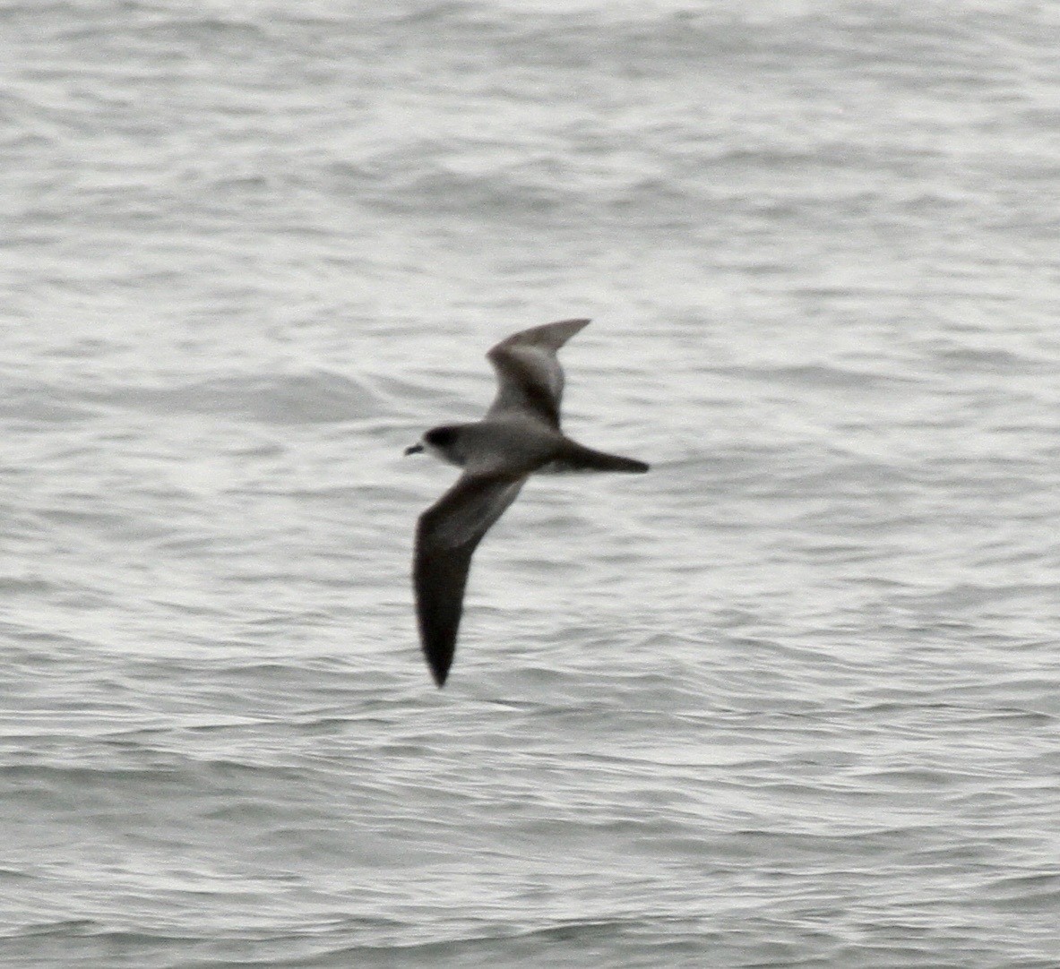 Barau's Petrel - ML328618141