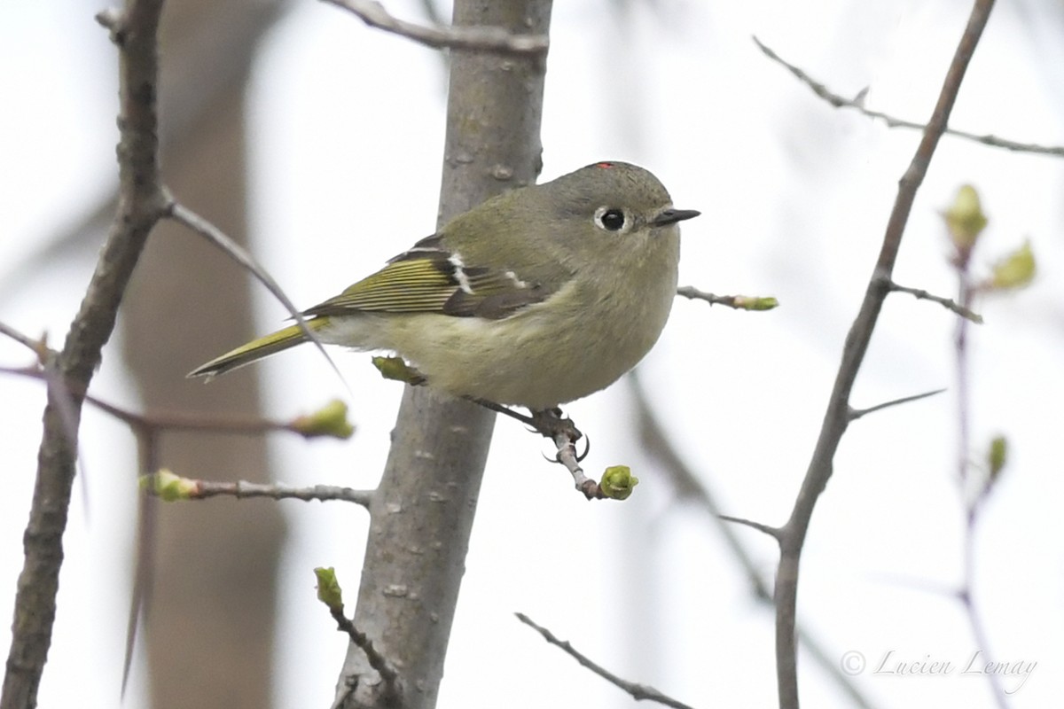 Ruby-crowned Kinglet - ML328619271