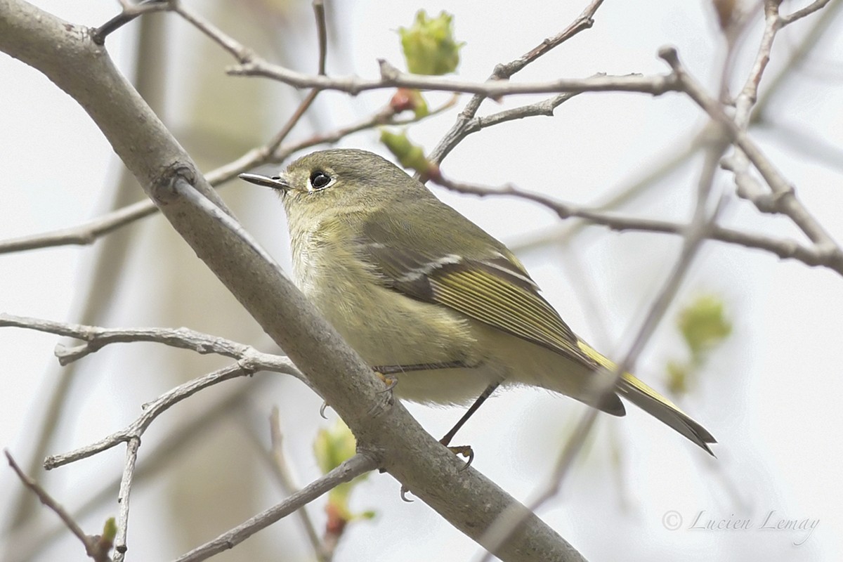 Ruby-crowned Kinglet - ML328619481