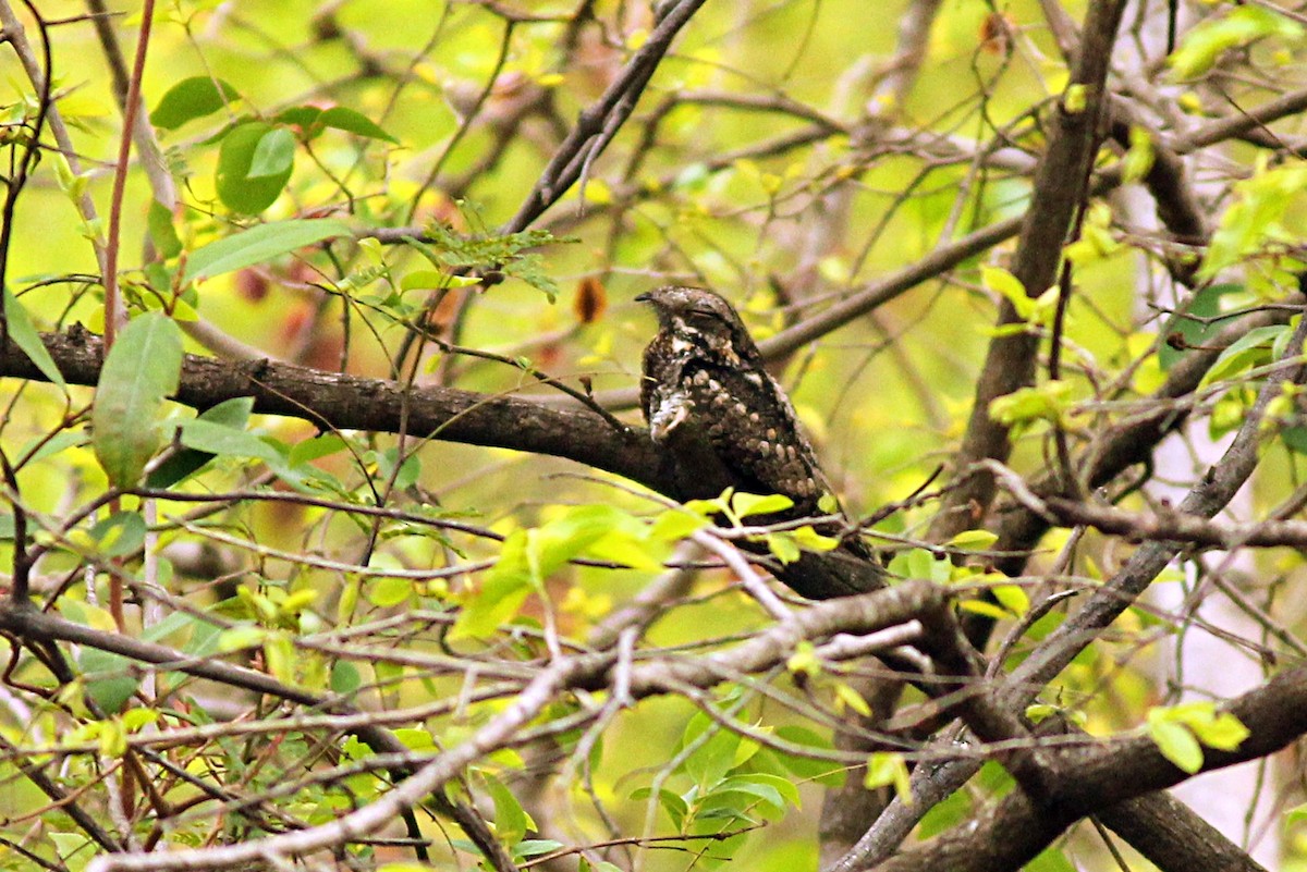 Jungle Nightjar - ML328619751