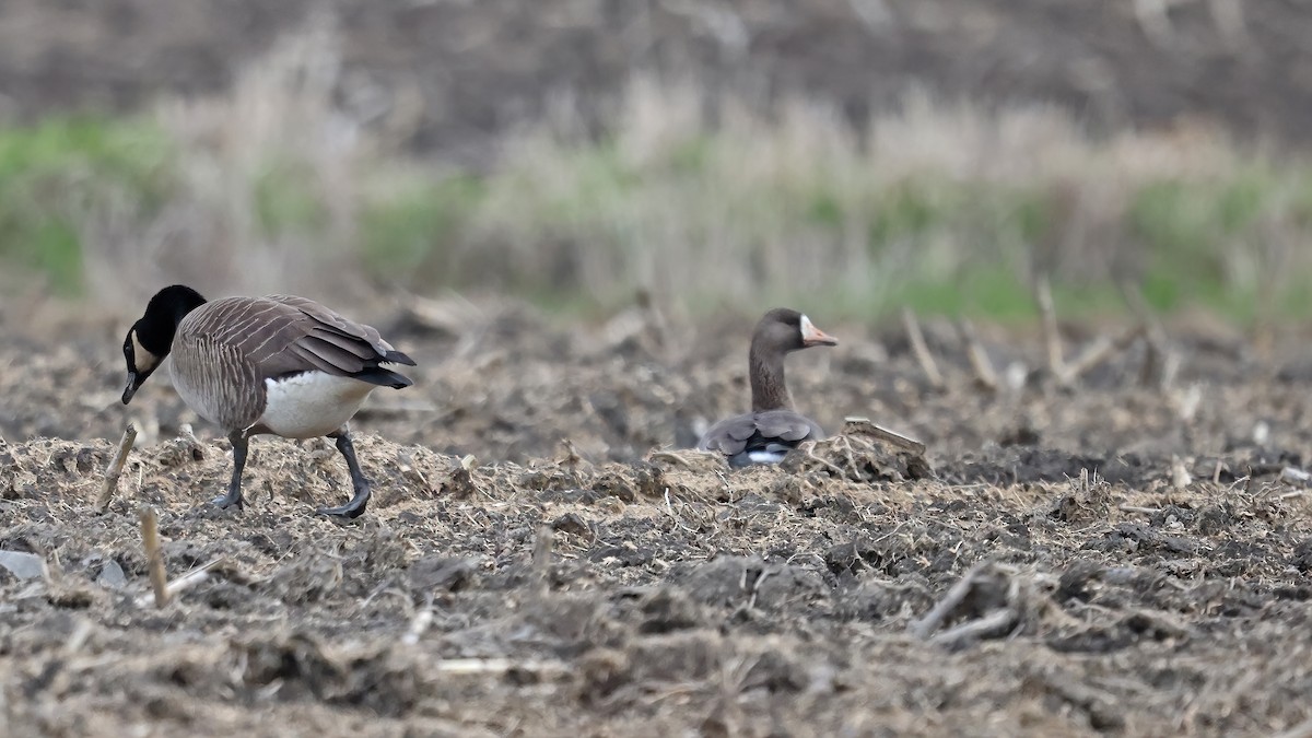 Greater White-fronted Goose - ML328620181