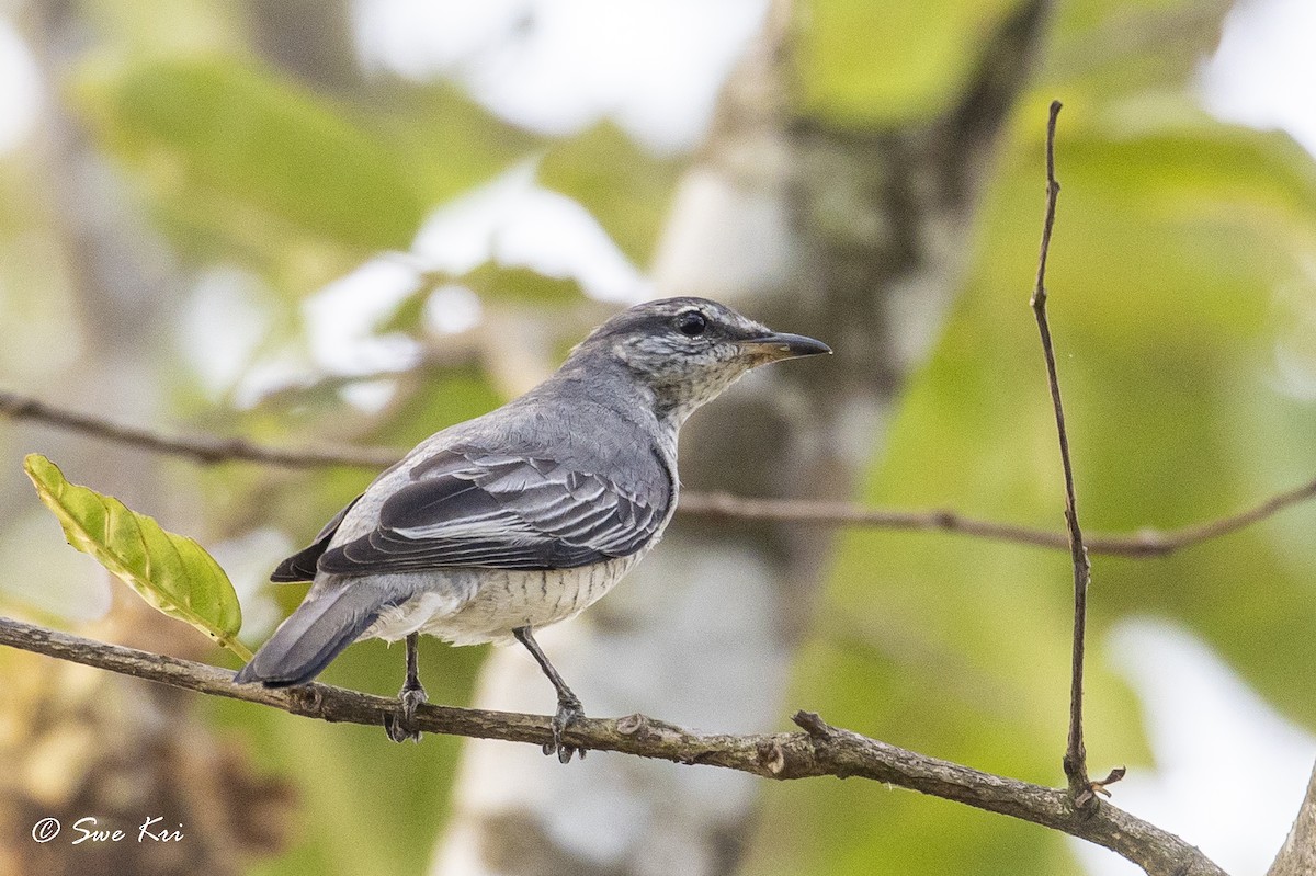 Black-headed Cuckooshrike - ML328621521