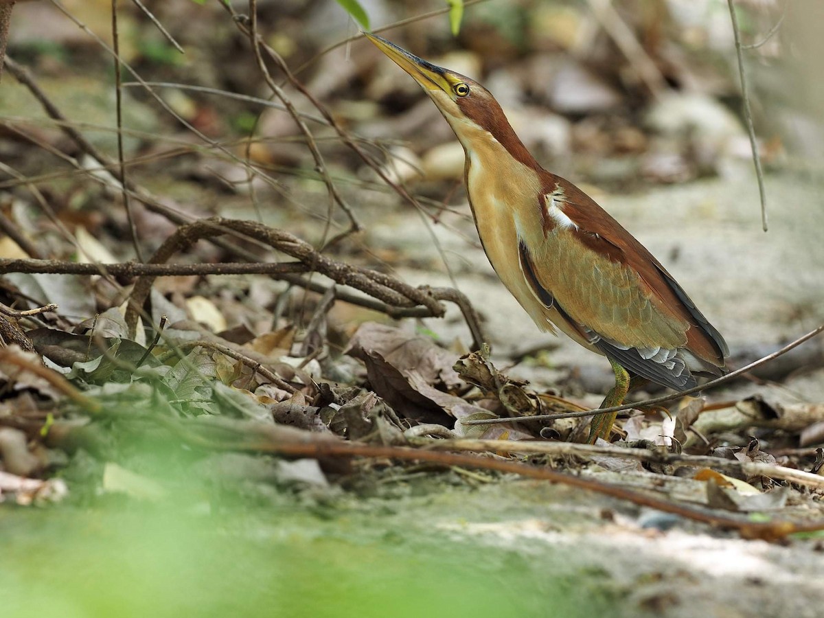 Schrenck's Bittern - James Eaton