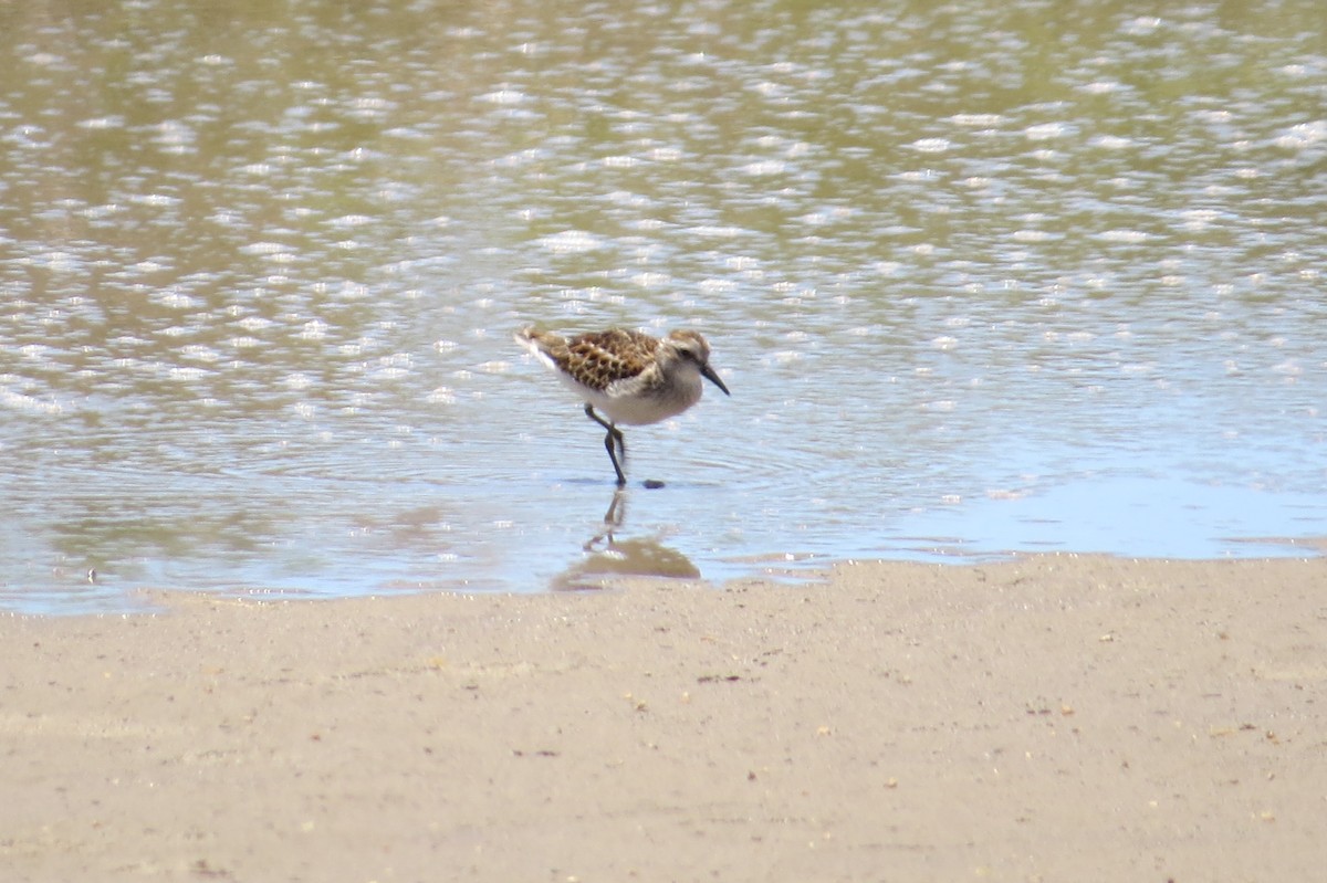 Western Sandpiper - ML328623061