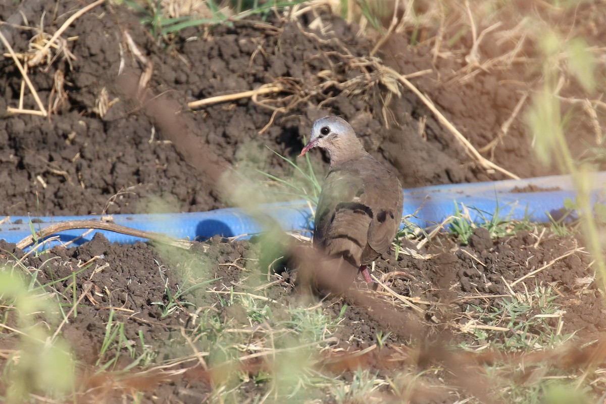 Blue-spotted Wood-Dove - ML328623231