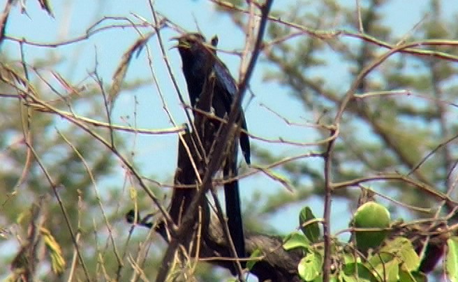 Black Scimitarbill - Josep del Hoyo