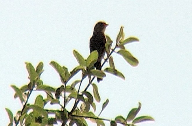 Yellow-throated Serin - ML328624511