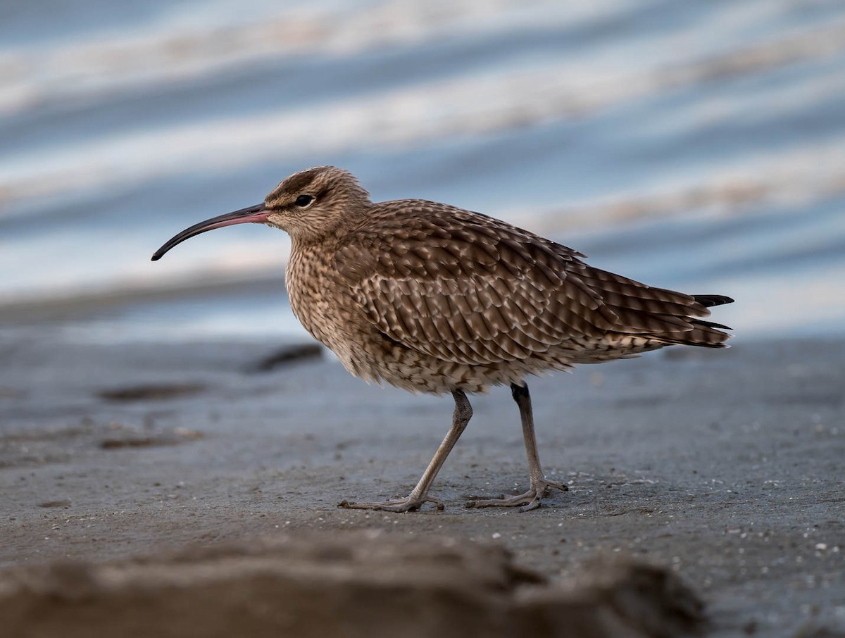 Whimbrel - Kai Pflug