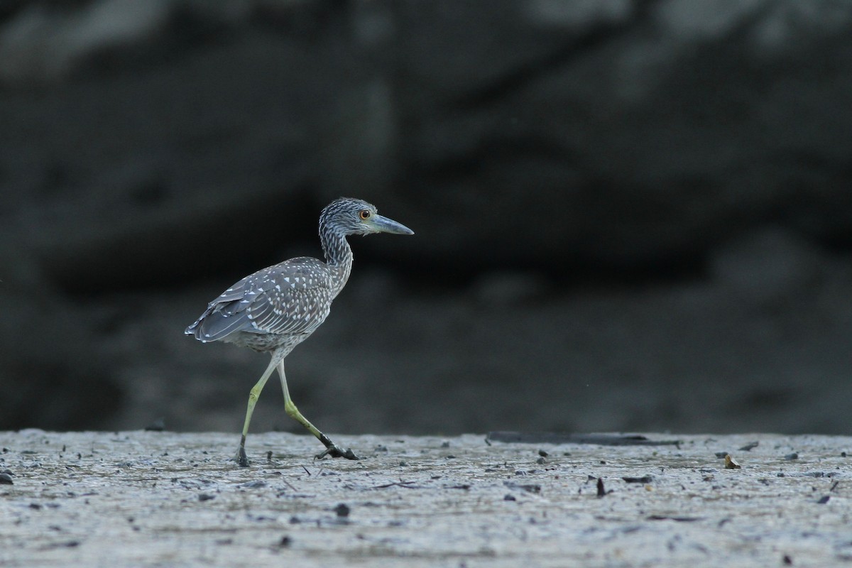 Yellow-crowned Night Heron - ML32862511