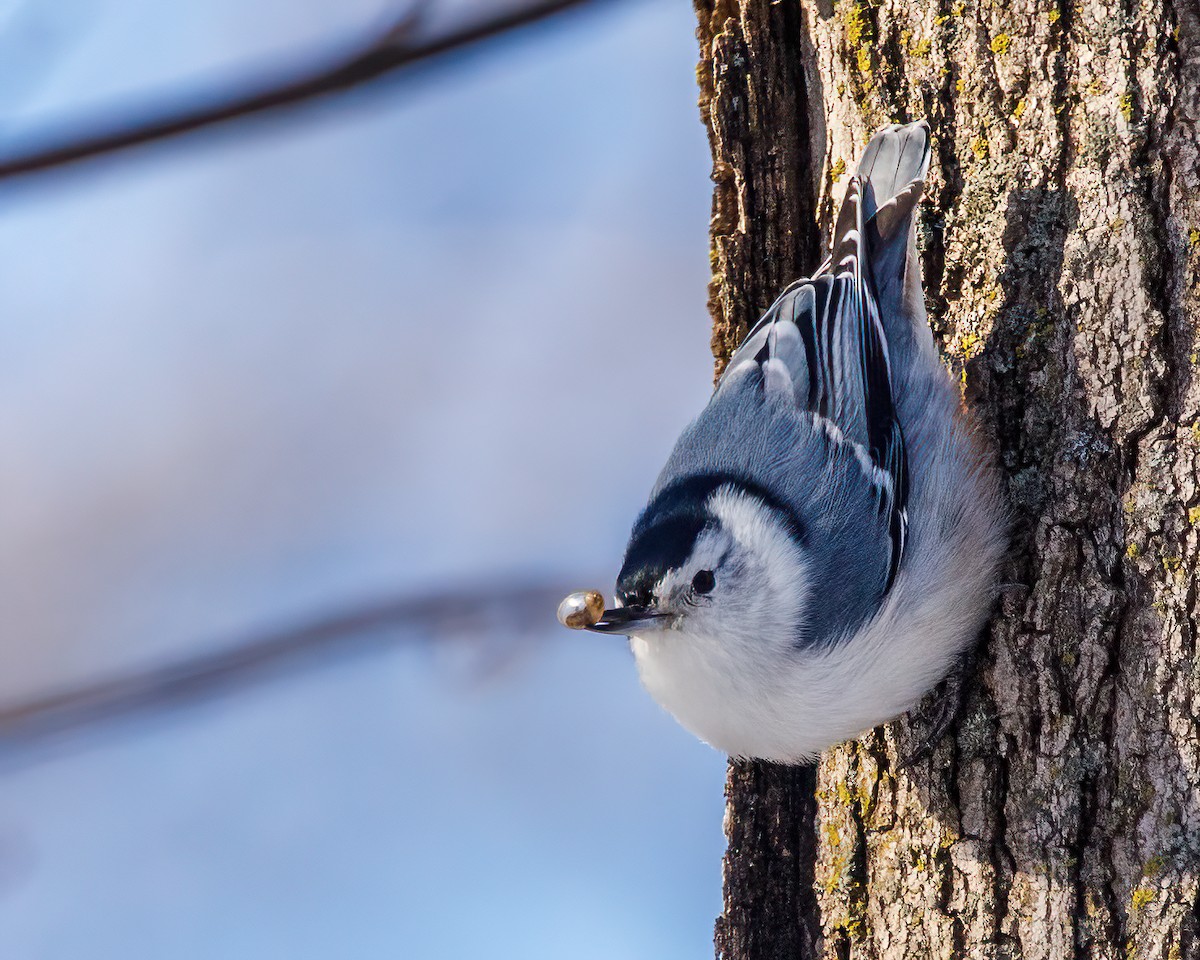 White-breasted Nuthatch - Marc Boisvert