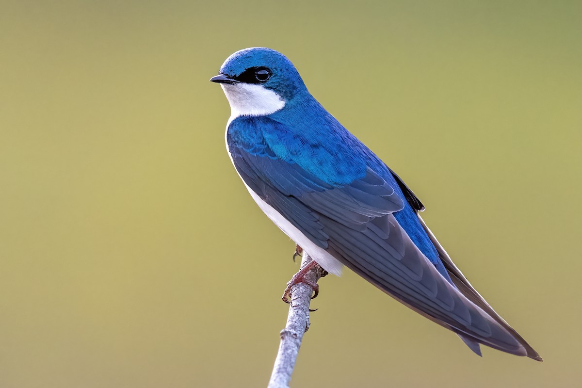 Tree Swallow - ML328625901