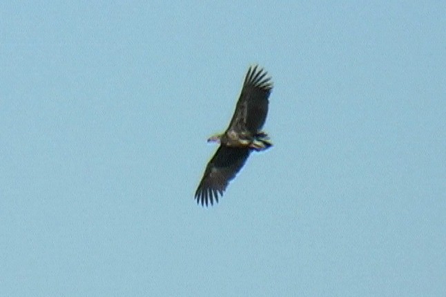 Lappet-faced Vulture - ML328626371