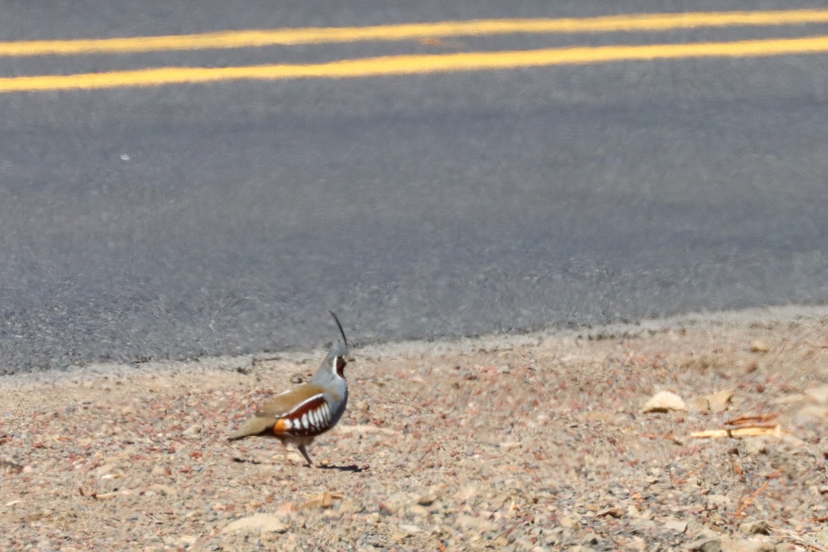 Mountain Quail - Jen Sanford