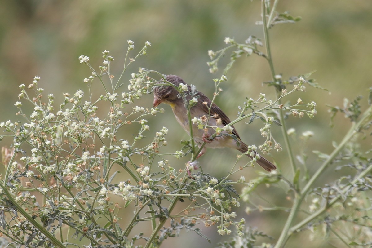 Yellow-throated Serin - ML328628671