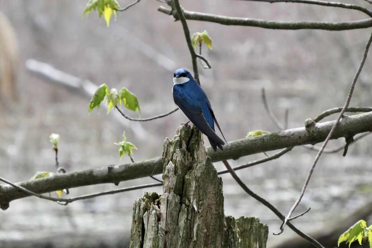 Tree Swallow - ML328631251