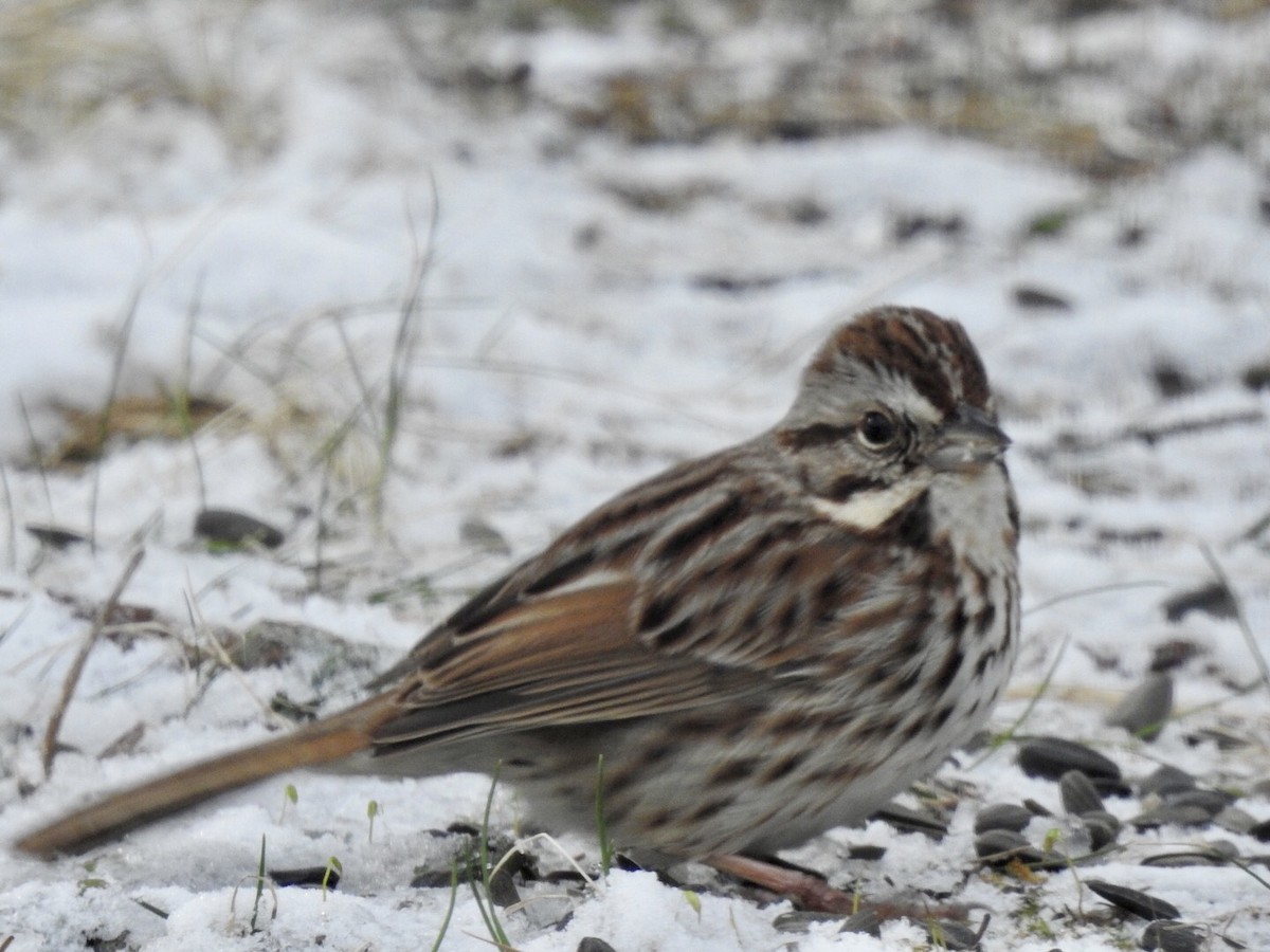 Song Sparrow - ML328632391