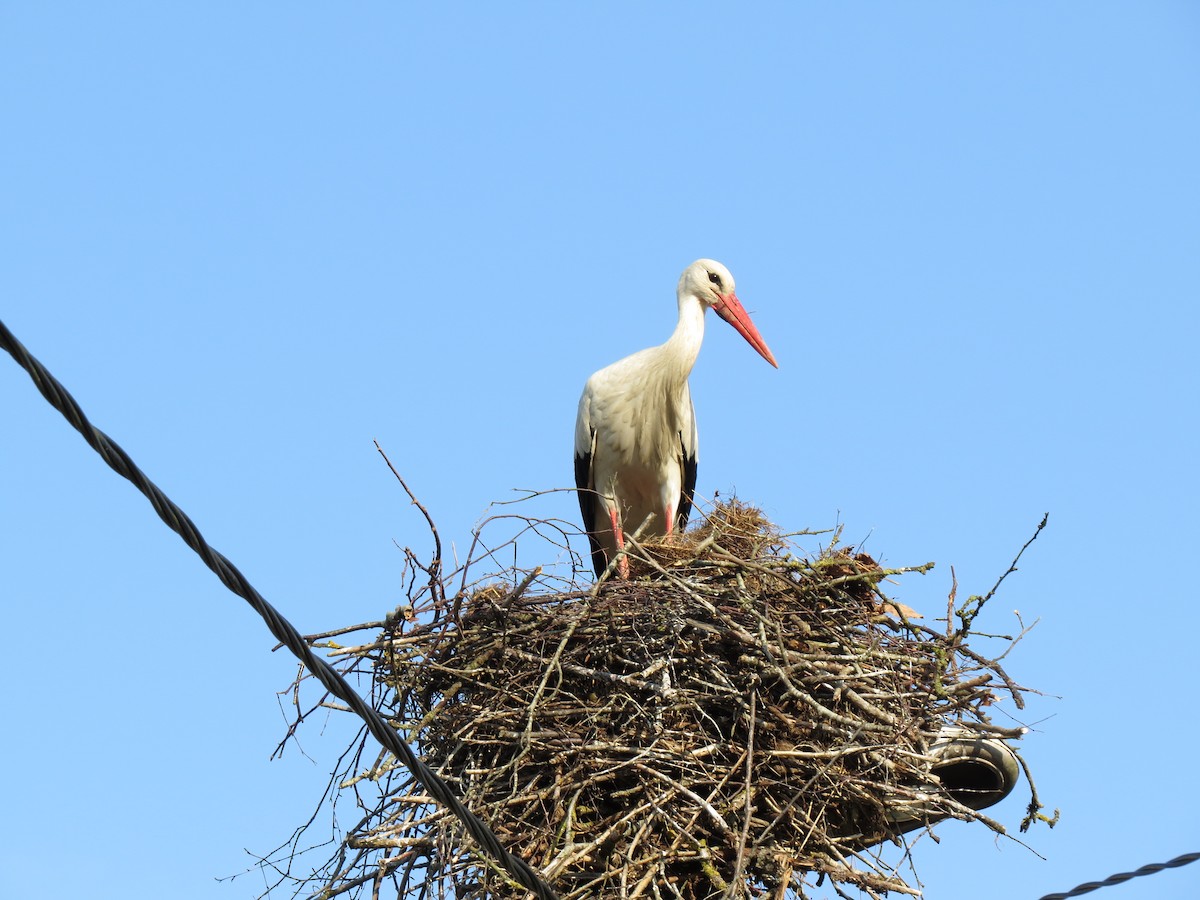 White Stork - Anna Karp