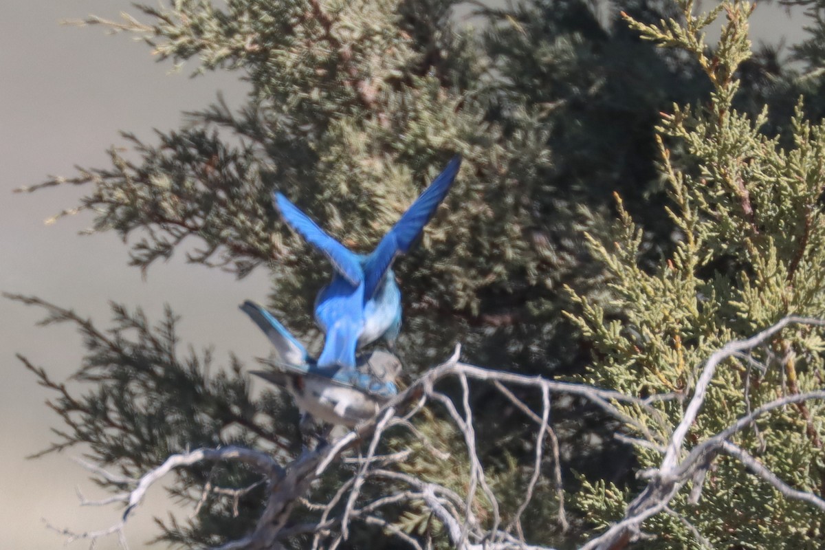 Mountain Bluebird - ML328633101