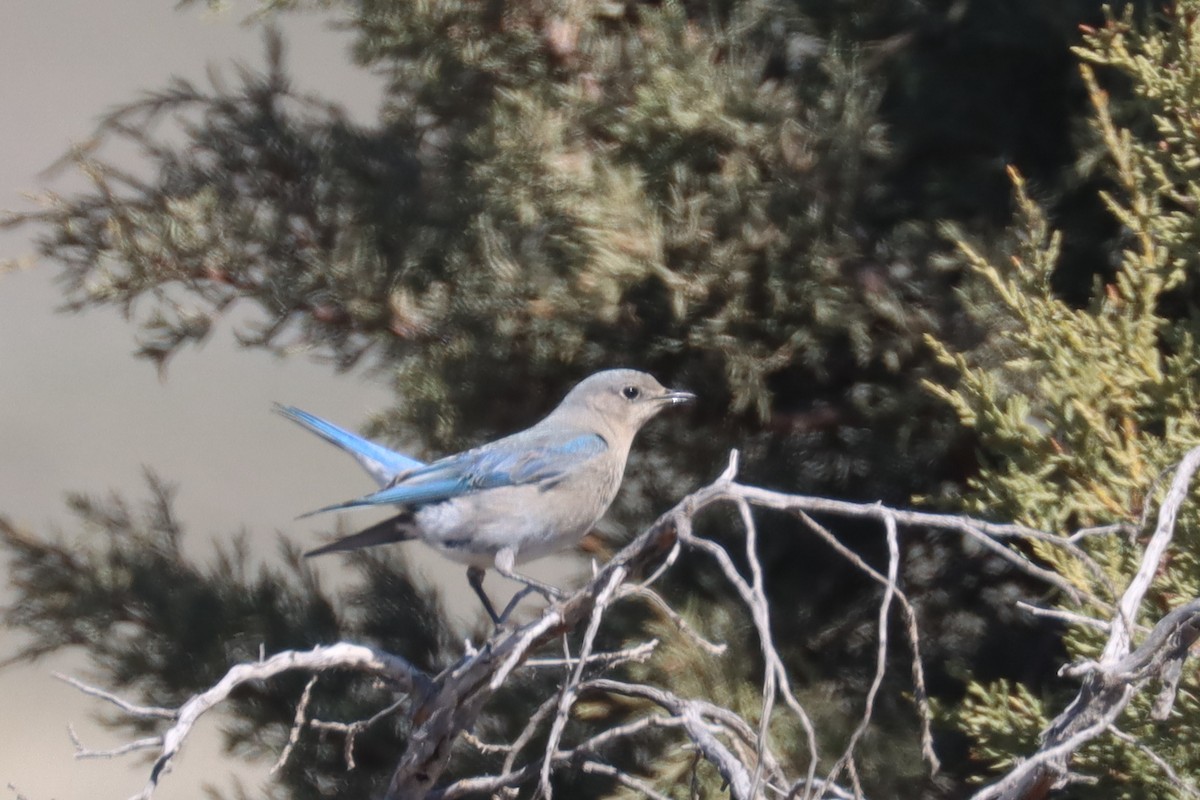 Mountain Bluebird - ML328633121