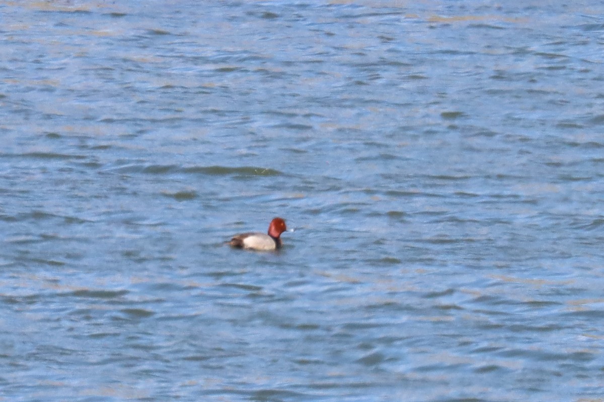 Redhead - ML328633381