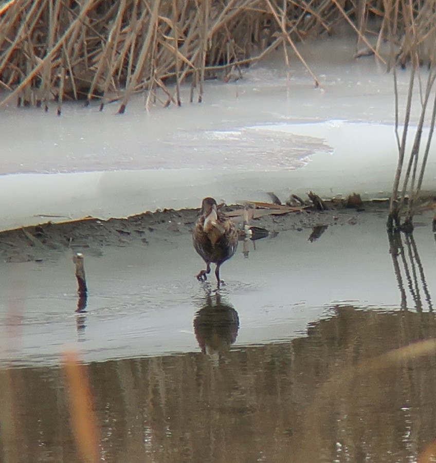 Water Rail - ML328633901