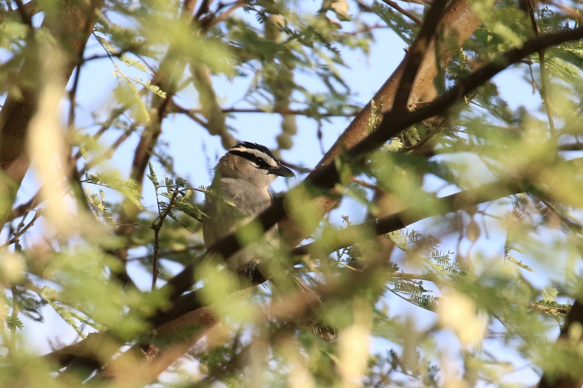 Black-crowned Tchagra - ML328634191