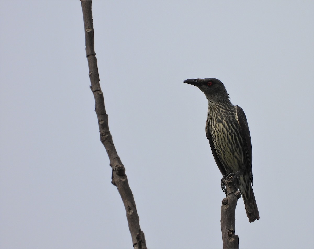 Asian Glossy Starling - ML328634391