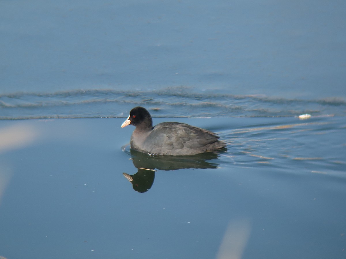 Eurasian Coot - ML328634441