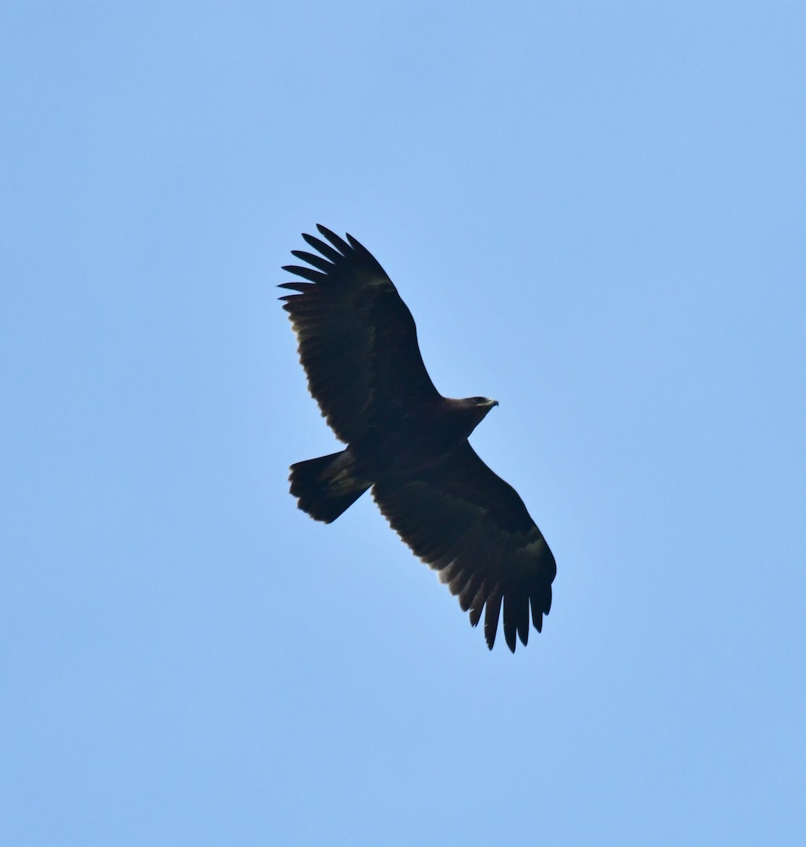 Greater Spotted Eagle - Ehsan Talebi