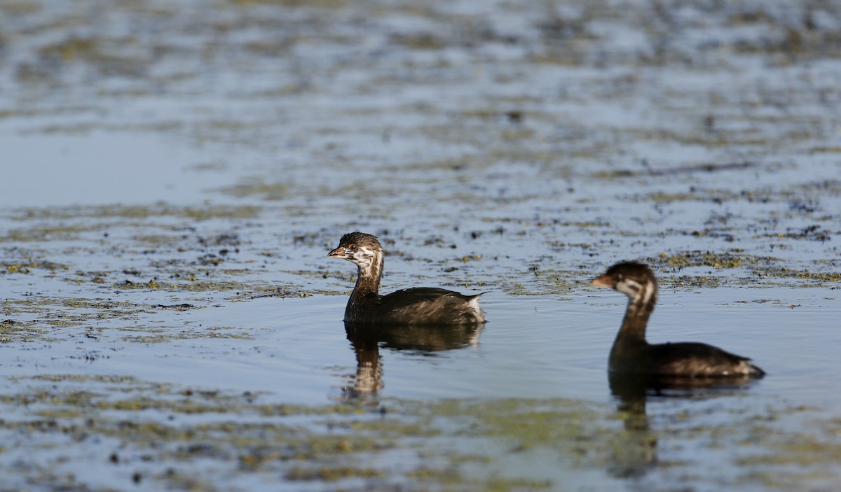 Pied-billed Grebe - ML32863631