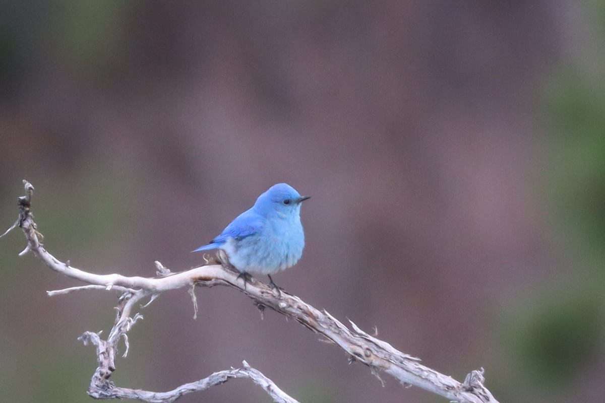 Mountain Bluebird - ML328636651