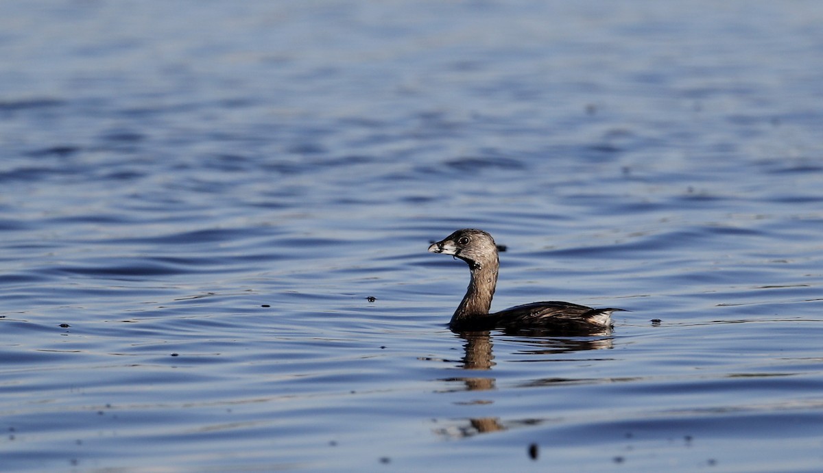 Pied-billed Grebe - ML32863831