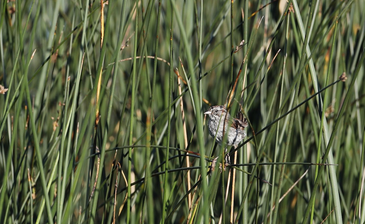 Swamp Sparrow - ML32863871