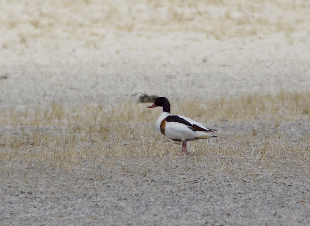 Common Shelduck - ML328639441