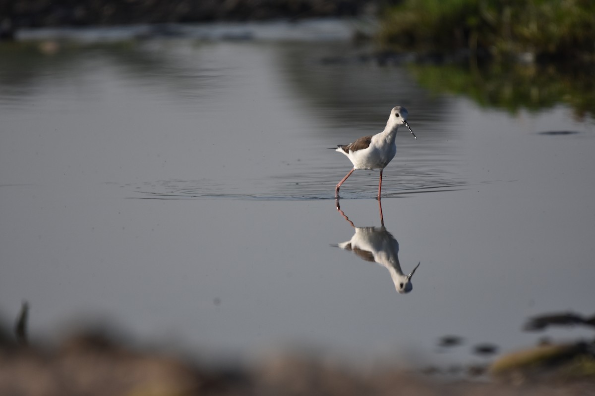 Black-winged Stilt - ML328640471