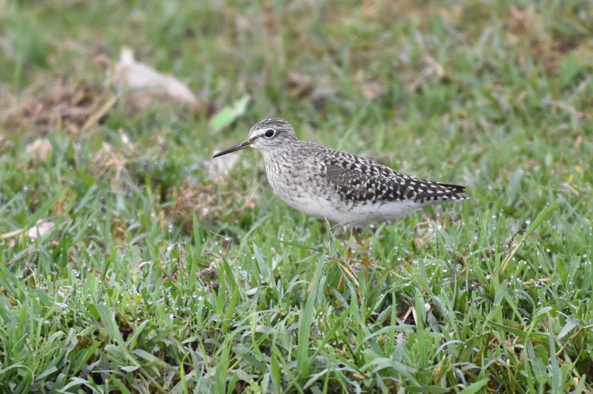 Wood Sandpiper - ML328640561