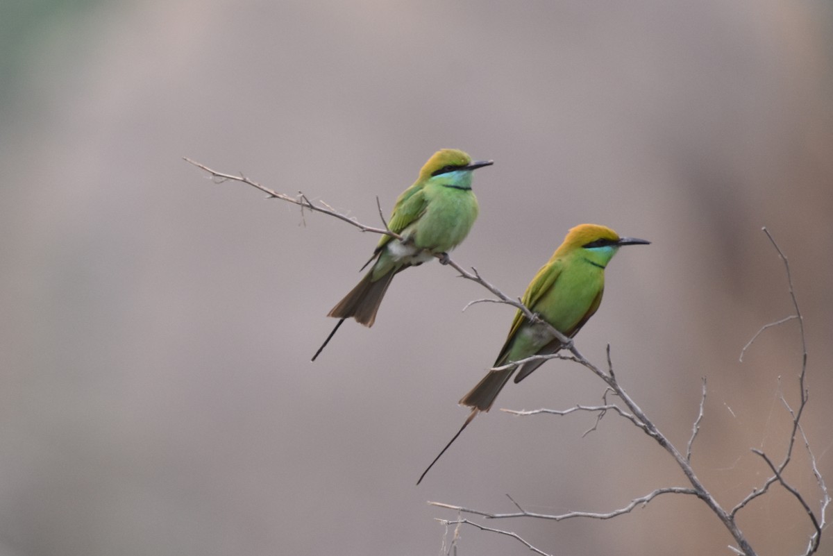 Asian Green Bee-eater - ML328640581