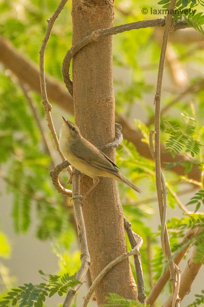 Blyth's Reed Warbler - ML328641251