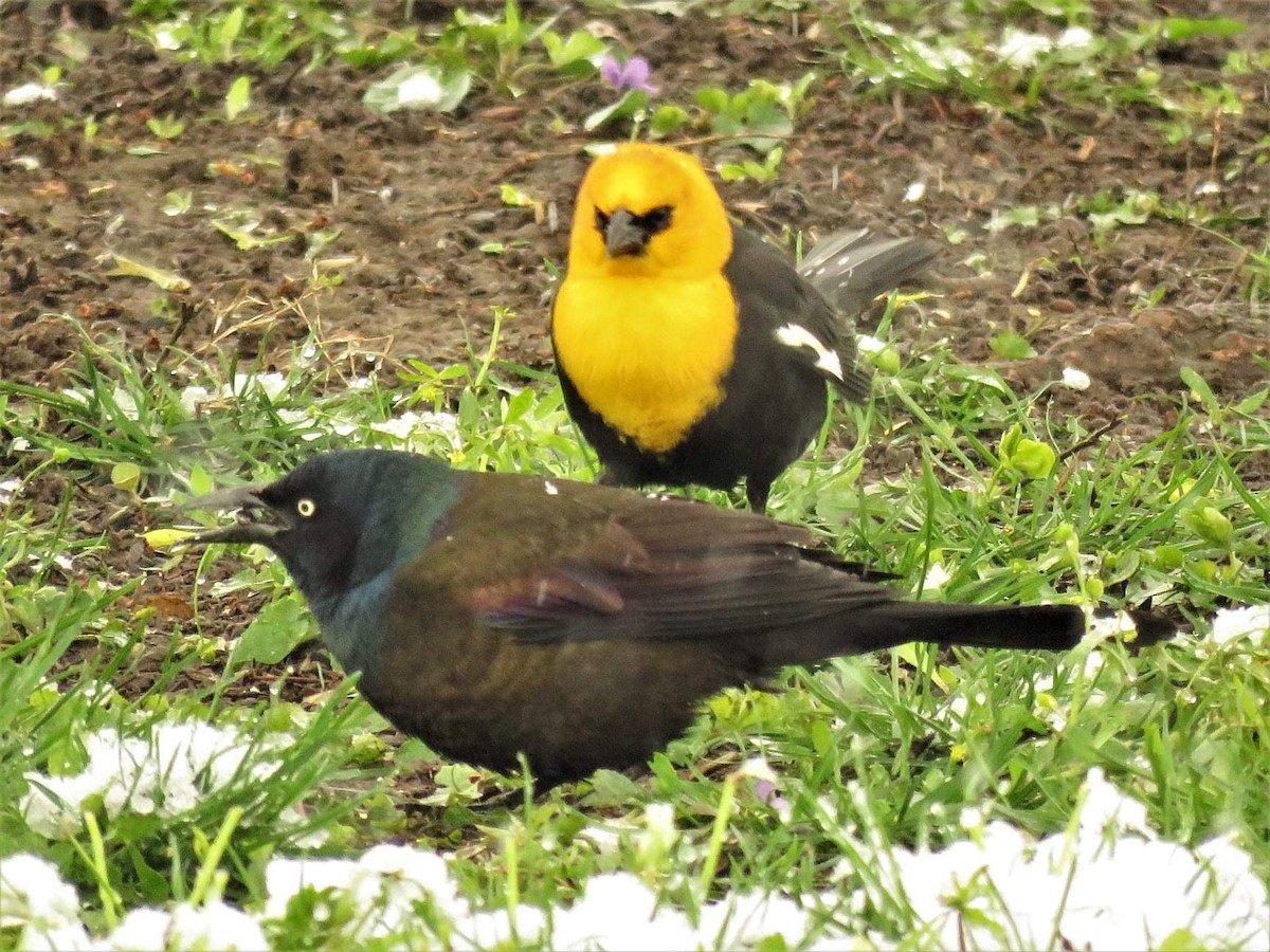 Yellow-headed Blackbird - ML328642481