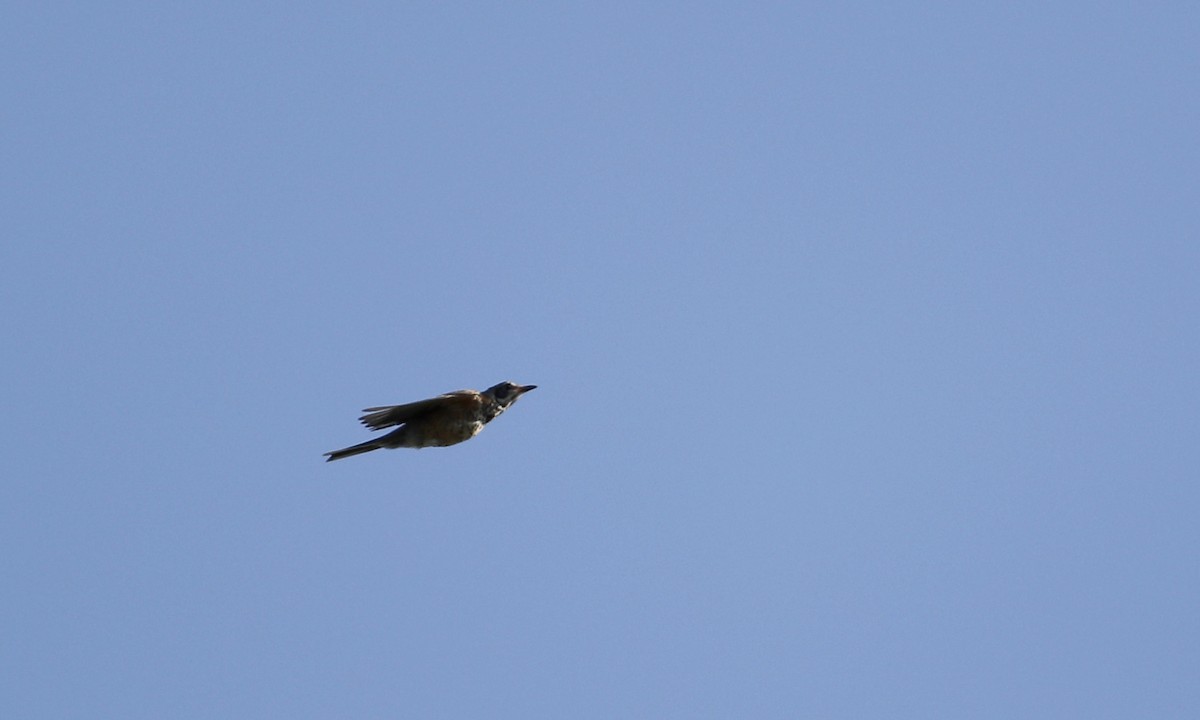 American Robin - ML32864291