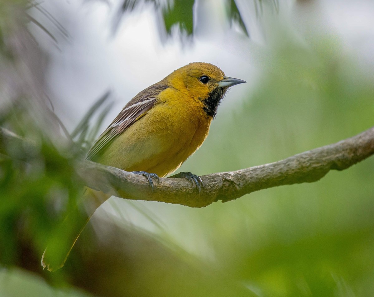 Orchard Oriole - ML328643891