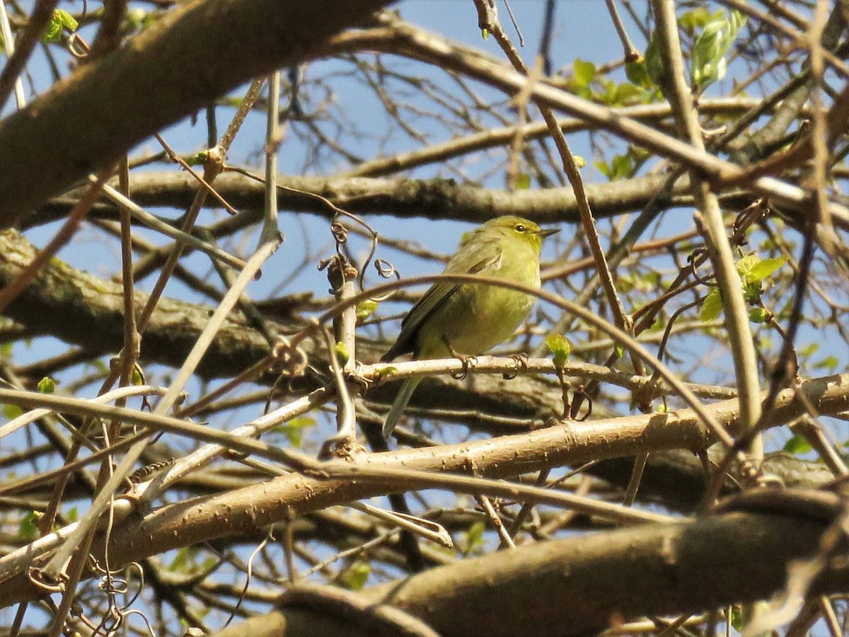 Orange-crowned Warbler - ML328643971