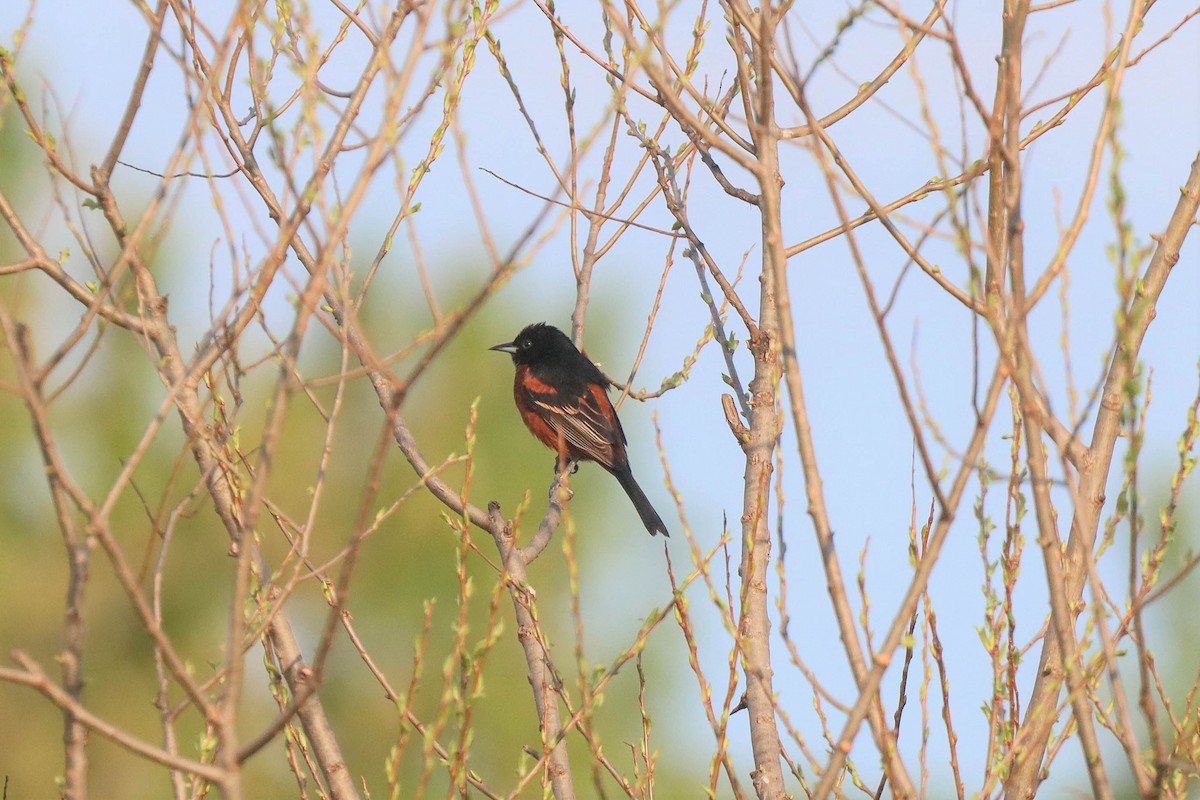 Orchard Oriole - ML328644751