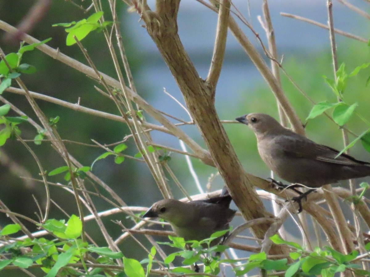 Brown-headed Cowbird - ML328645521