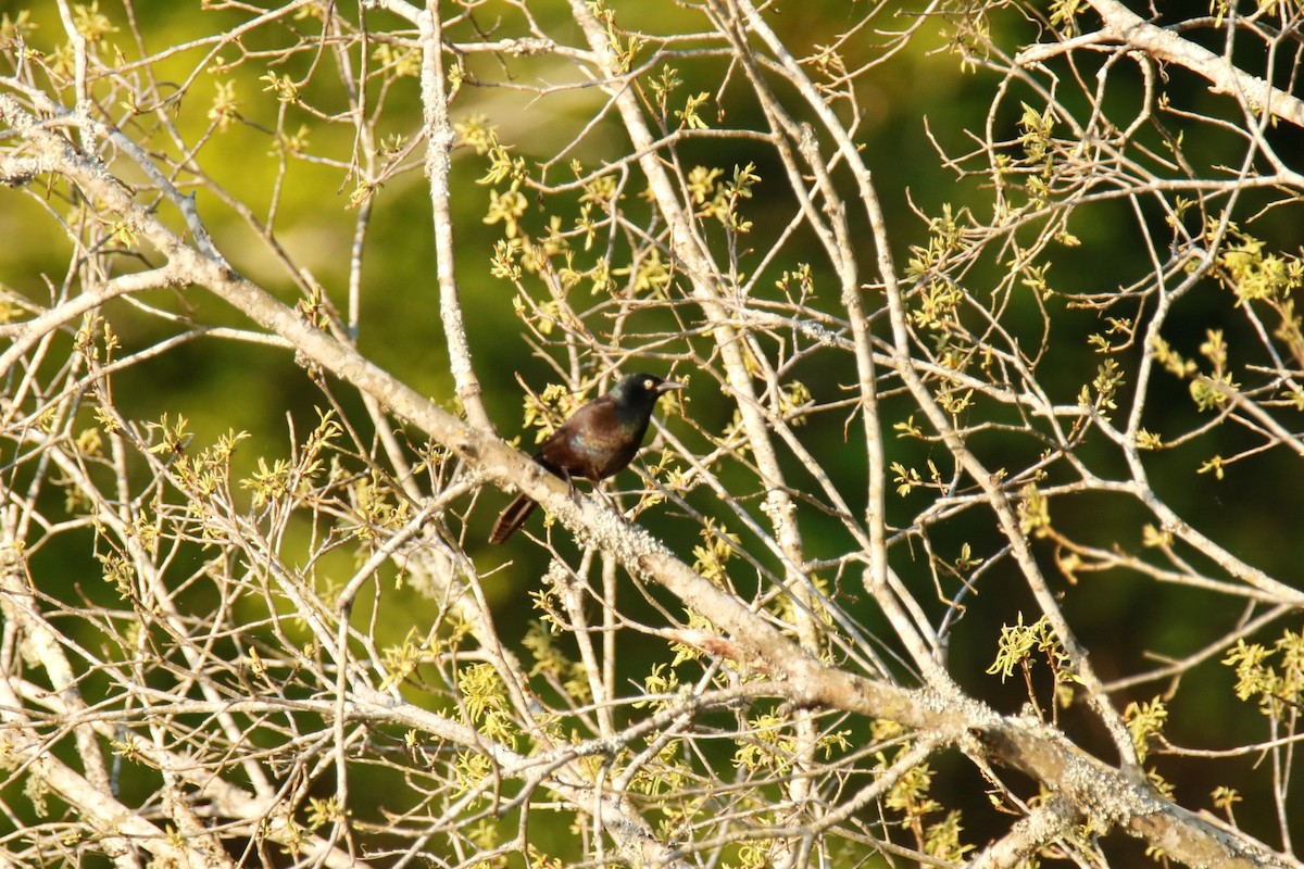 Common Grackle - ML328647911