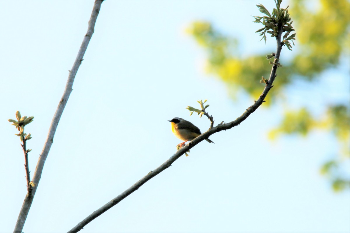 Common Yellowthroat - ML328648101