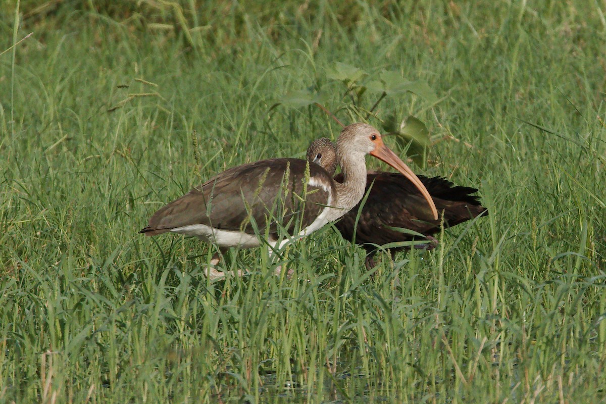 ibis hnědý - ML32864841