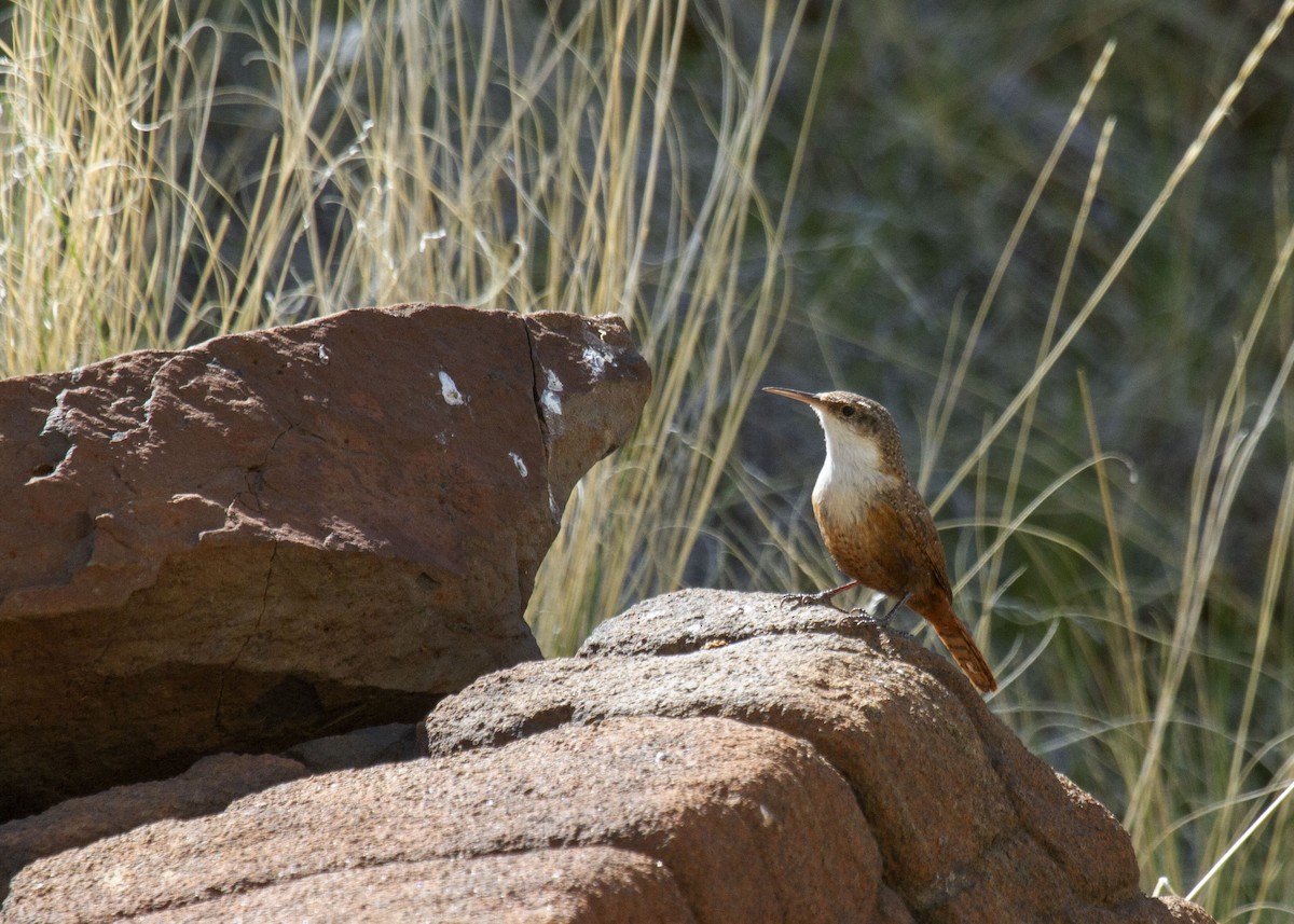 Canyon Wren - ML328648861